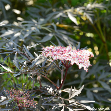 Sambucus nigra Black Lace® eva