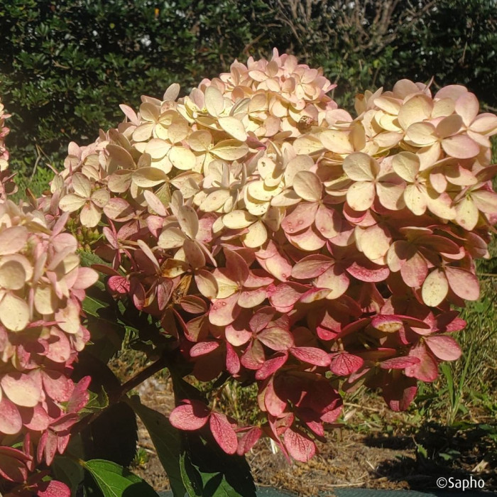 Hydrangea paniculata 'Bokomanfu' MAGICAL® MOUNT FUJI (MAGICAL® series )