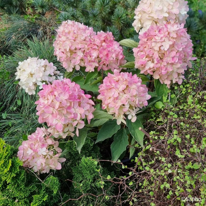 Hydrangea paniculata 'Bokomanfu' MAGICAL® MOUNT FUJI (MAGICAL® series )