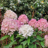 Hydrangea paniculata 'Bokomanfu' MAGICAL® MOUNT FUJI (MAGICAL® series )