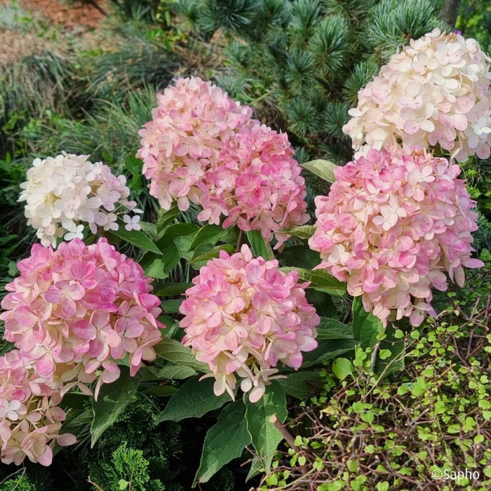 Hydrangea paniculata 'Bokomanfu' MAGICAL® MOUNT FUJI (MAGICAL® series )