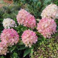 Hydrangea paniculata 'Bokomanfu' MAGICAL® MOUNT FUJI (MAGICAL® series )