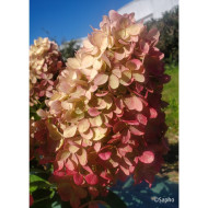 Hydrangea paniculata 'Bokomanfu' MAGICAL® MOUNT FUJI (MAGICAL® series )