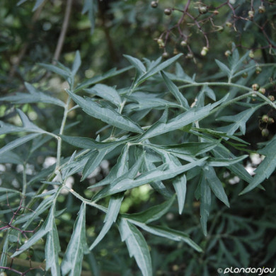 Sambucus nigra Black Lace® eva
