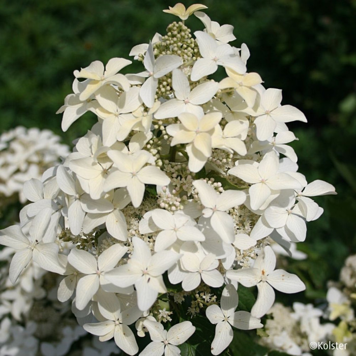 Hydrangea paniculata Magical® Starlight 'Degustar'