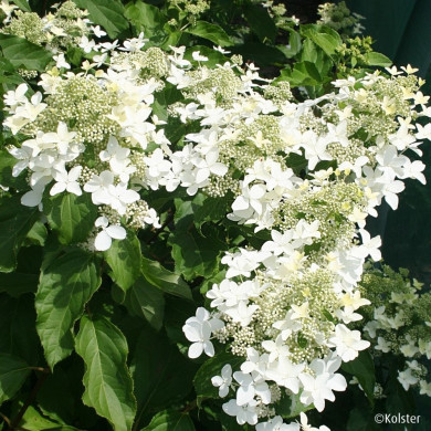 Hydrangea paniculata Magical® Starlight 'Degustar'