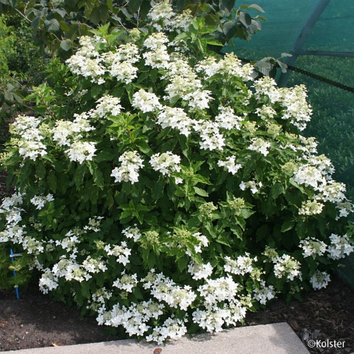 Hydrangea paniculata Magical® Starlight 'Degustar'