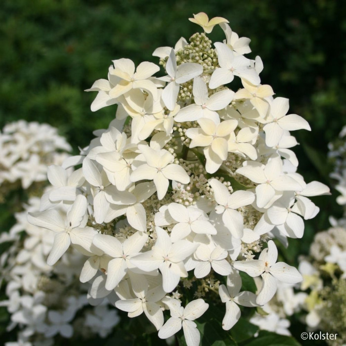 Hydrangea paniculata Magical® Starlight 'Degustar'
