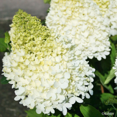 Hydrangea paniculata Magical Sweet Summer® Bokrathirteen