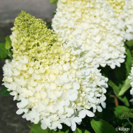 Hydrangea paniculata Magical Sweet Summer® Bokrathirteen