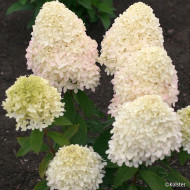 Hydrangea paniculata Magical Sweet Summer® Bokrathirteen