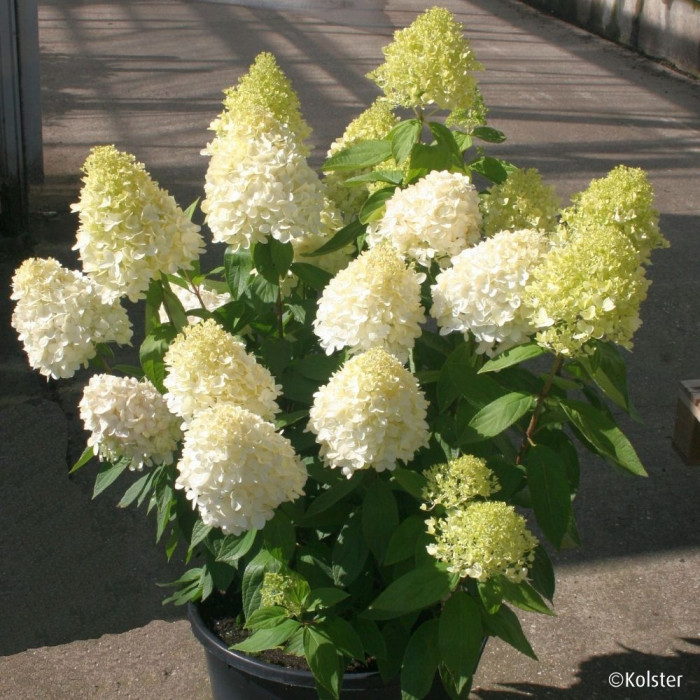Hydrangea paniculata Magical Sweet Summer® Bokrathirteen