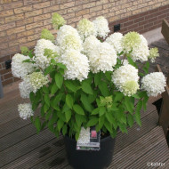 Hydrangea paniculata Magical Sweet Summer® Bokrathirteen