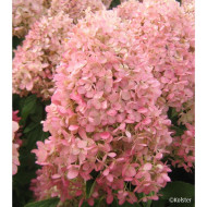 Hydrangea paniculata Magical Sweet Summer® Bokrathirteen