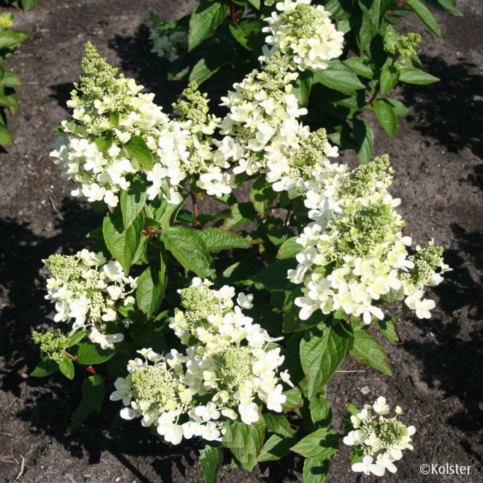 Hydrangea paniculata Magical® Vesuvio 'Kolmavesu'