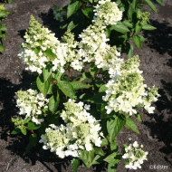 Hydrangea paniculata Magical® Vesuvio 'Kolmavesu'