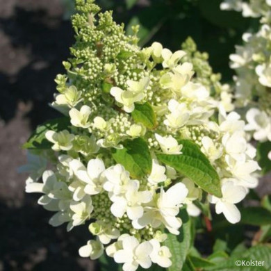 Hydrangea paniculata Magical® Vesuvio 'Kolmavesu'