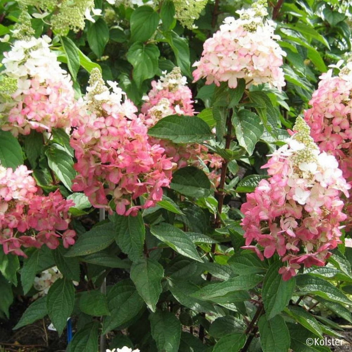 Hydrangea paniculata Magical® Vesuvio 'Kolmavesu'