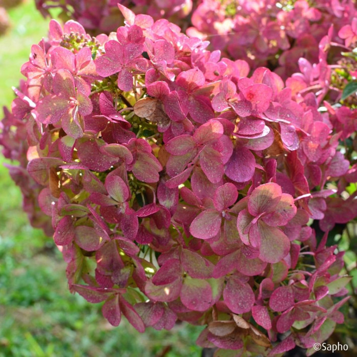 Hydrangea paniculata Petite® Star 'Coustar02'