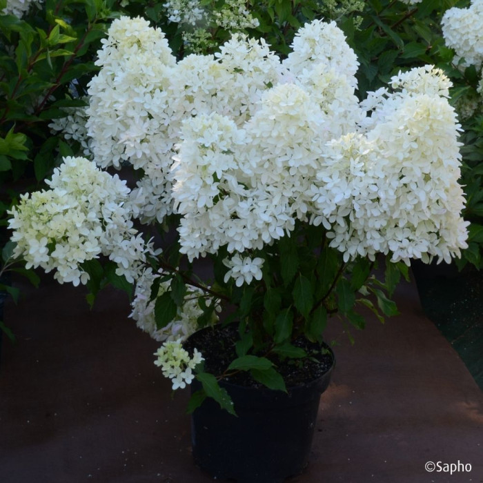 Hydrangea paniculata Petite® Star 'Coustar02'