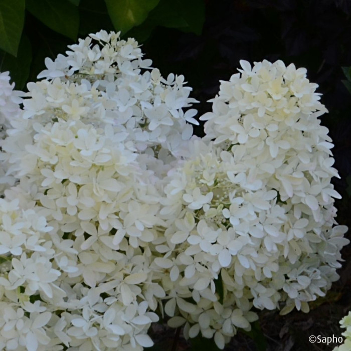 Hydrangea paniculata Petite® Star 'Coustar02'