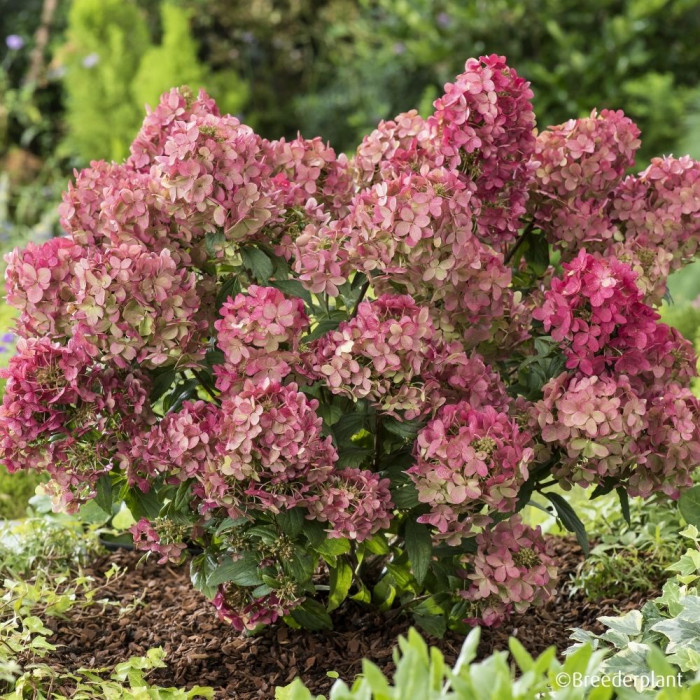 Hydrangea paniculata Petite® Star 'Coustar02'