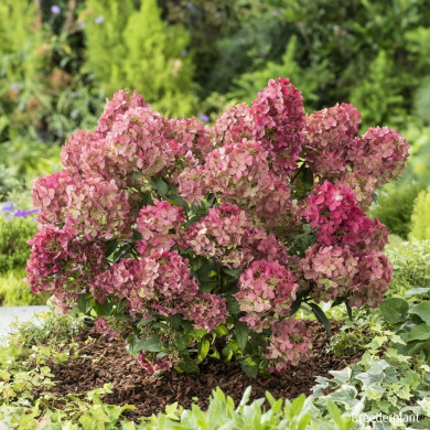 Hydrangea paniculata Petite® Star 'Coustar02'