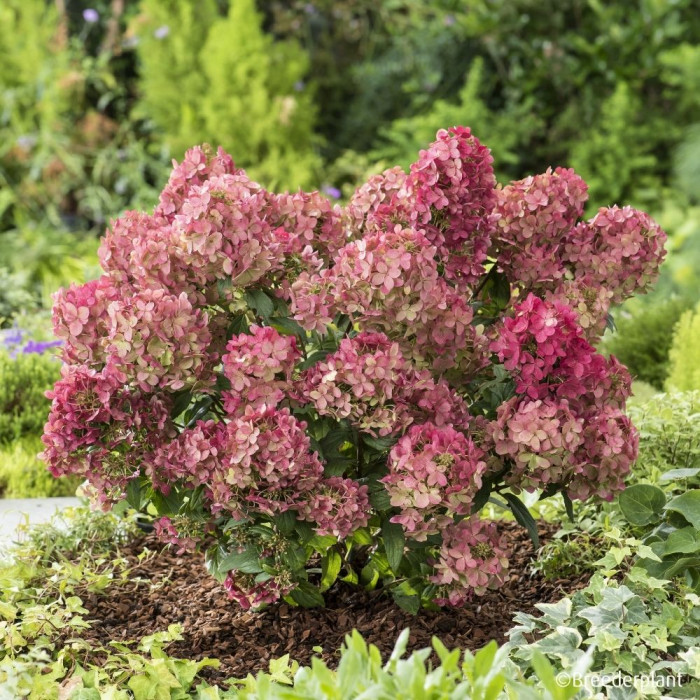 Hydrangea paniculata Petite® Star 'Coustar02'