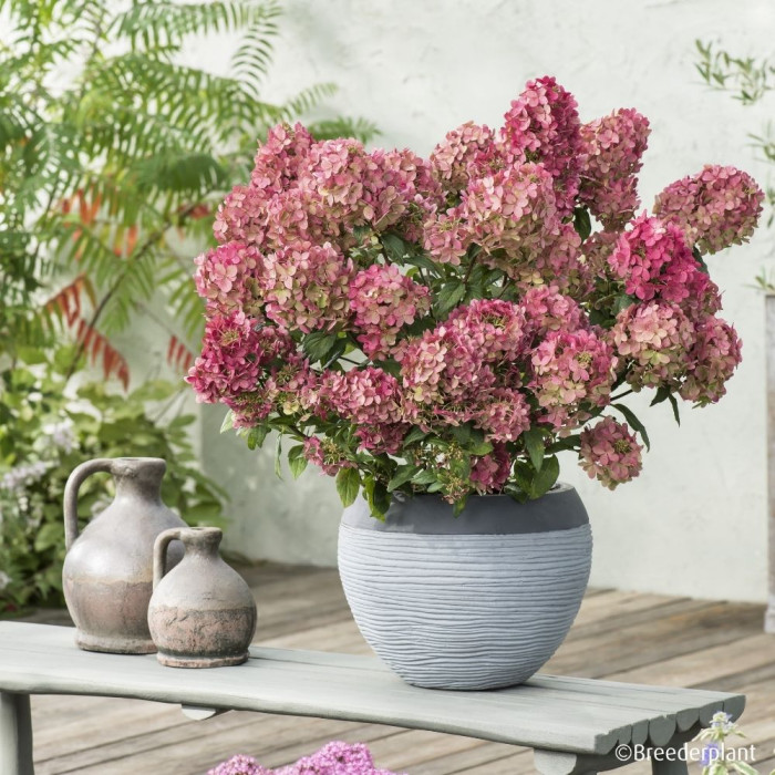 Hydrangea paniculata Petite® Star 'Coustar02'