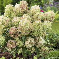 Hydrangea paniculata Petite® Star 'Coustar02'