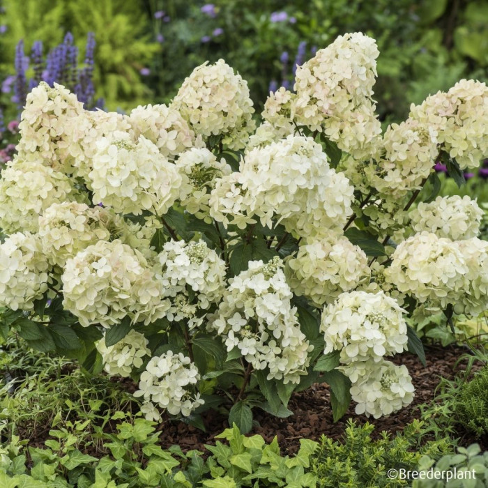 Hydrangea paniculata Petite® Star 'Coustar02'