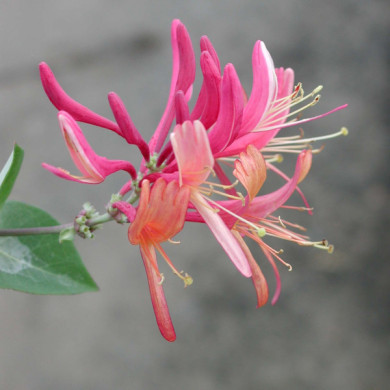 Lonicera x heckrottii 'American Beauty'