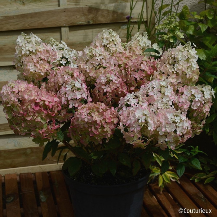 Hydrangea paniculata Petite® Star 'Coustar02'