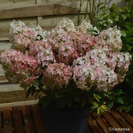 Hydrangea paniculata Petite® Star 'Coustar02'
