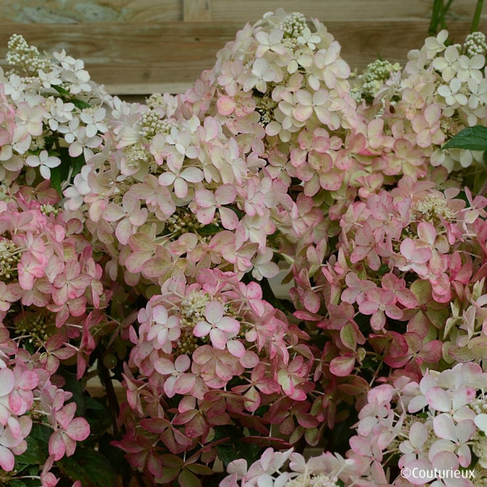 Hydrangea paniculata Petite® Star 'Coustar02'