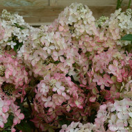 Hydrangea paniculata Petite® Star 'Coustar02'
