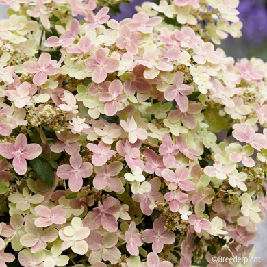 Hydrangea paniculata Polestar® 'BREG14'