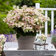 Hydrangea paniculata Polestar® 'BREG14'