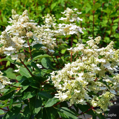 Hydrangea paniculata Prim'Red® couhaprim