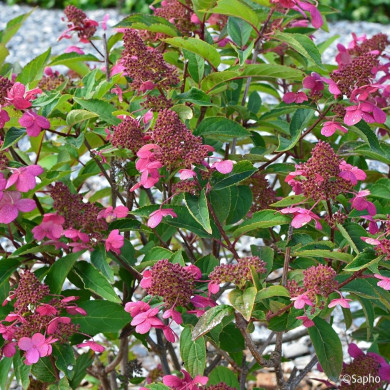 Hydrangea paniculata Prim'Red® couhaprim