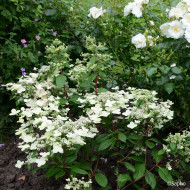 Hydrangea paniculata Prim'Red® couhaprim