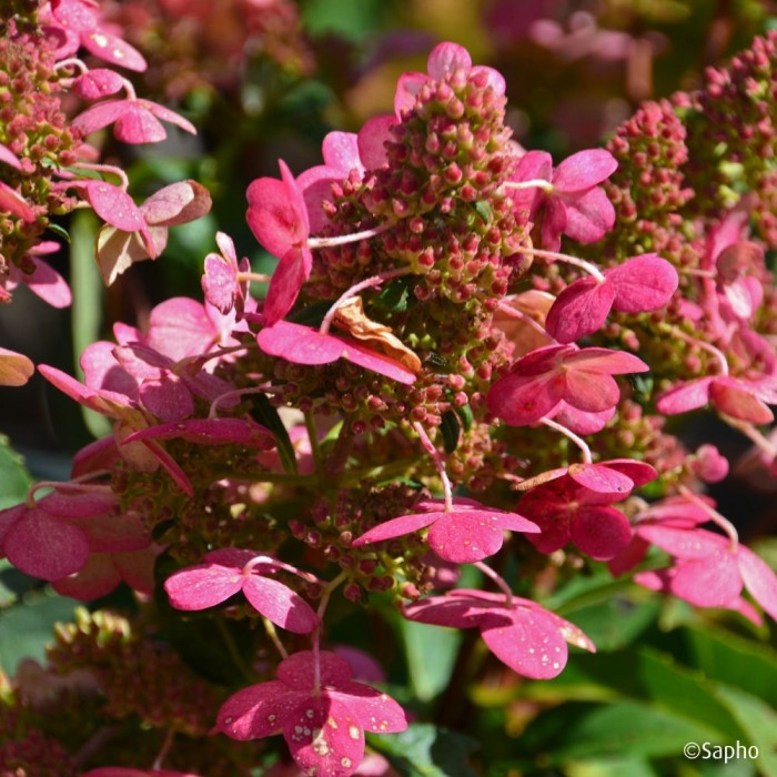 Hydrangea paniculata Prim'Red® couhaprim