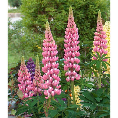 Lupinus 'The Chatelaine'