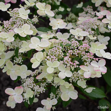 Hydrangea paniculata Prim'Red® couhaprim