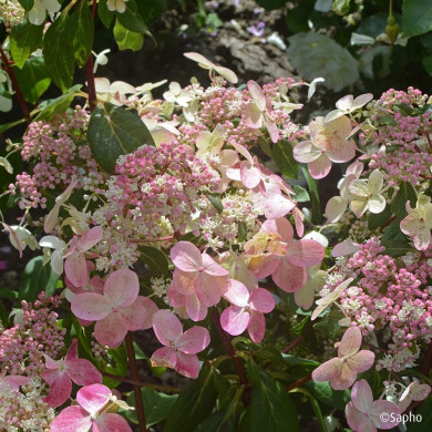 Hydrangea paniculata Prim'Red® couhaprim