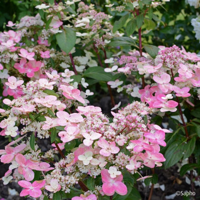 Hydrangea paniculata Prim'Red® couhaprim