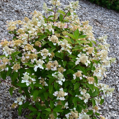 Hydrangea paniculata Prim'Red® couhaprim
