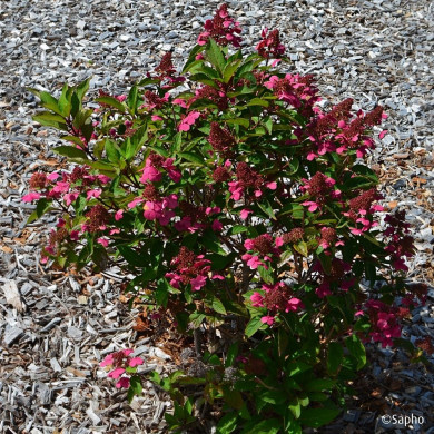 Hydrangea paniculata Prim'Red® couhaprim