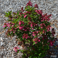 Hydrangea paniculata Prim'Red® couhaprim