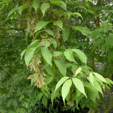 Acer henryi